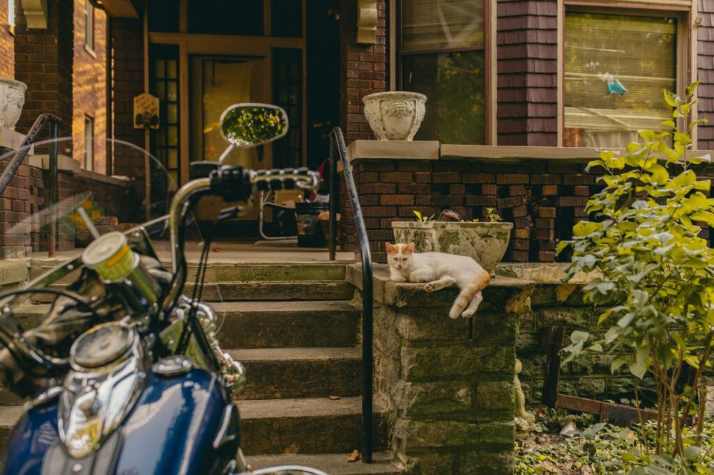 cat and motorcycle